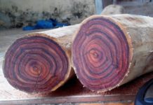 Giá bán gỗ sưa đỏ theo năm tuổi và kích thước. Giá bán cây sưa đỏ giống Giá bán cây sưa đỏ giống. Giá bán gỗ sưa đỏ theo năm tuổi, kích thước