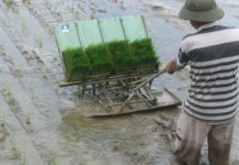 Giá máy cấy lúa không động cơ? Nơi bán máy cấy lúa khong động cơ Giá máy cấy lúa không động cơ? Nơi bán máy cấy lúa khong động cơ