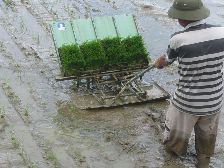 Giá máy cấy lúa không động cơ. Nơi bán máy cấy lúa không động cơ