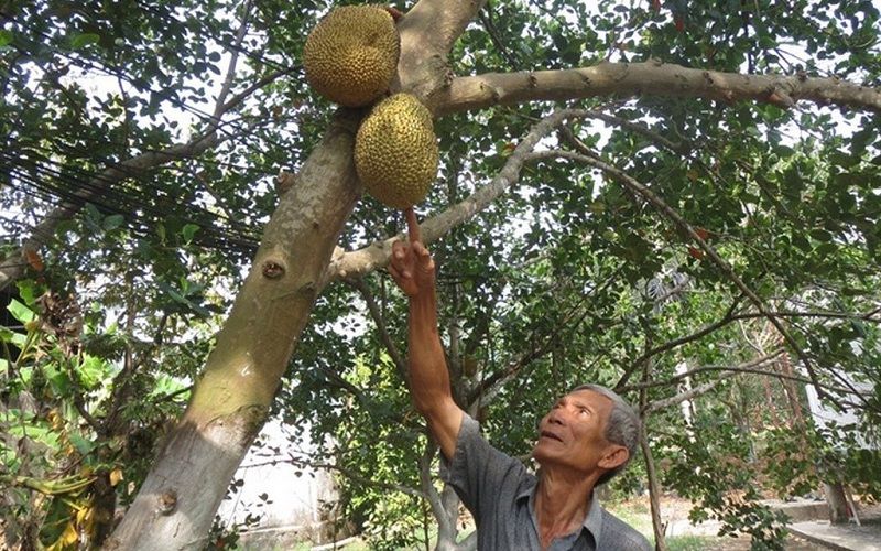 Giá bán mít không hạt quả và cây giống. Kỹ thuật trồng mít không hạt