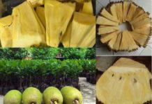 Giá bán mít không hạt quả và cây giống. Kỹ thuật trồng mít không hạt Giá bán mít không hạt quả và cây giống. Kỹ thuật trồng mít không hạt