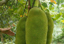 Giá mít Malaysia quả và cây giống. Kỹ thuật trồng mít Malaysia năng suất cao Giá mít siêu dài Malaysia quả và cây giống. Kỹ thuật trồng mít Malaysia