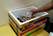 Hướng dẫn cách làm máy ấp trứng mini tự chế bằng thùng xốp tại nhà Hướng dẫn cách làm máy ấp trứng mini tự chế bằng thùng xốp tại nhà