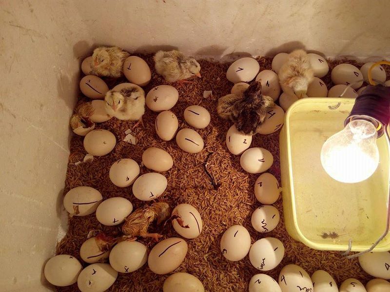 Hướng dẫn cách làm máy ấp trứng mini tự chế bằng thùng xốp tại nhà