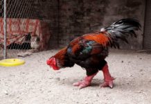 Cách nhận biết gà Đông Tảo thuần chủng và gà Đông Tảo lai Cách nhận biết gà Đông Tảo thuần chủng và gà Đông Tảo lai