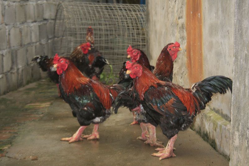 Cách nhận biết gà Đông Tảo thuần chủng và gà Đông Tảo lai