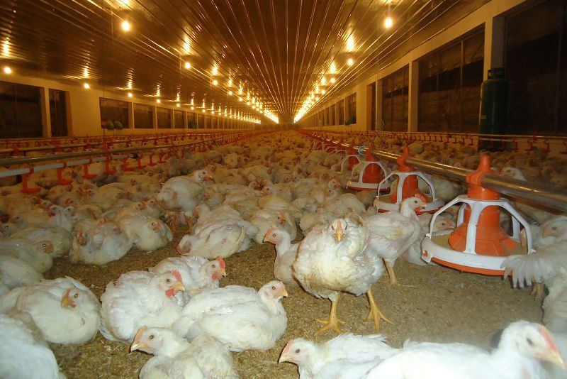 Mật độ nuôi gà bao nhiêu là hợp lý với gà thả vườn và nuôi nhốt hoàn toàn