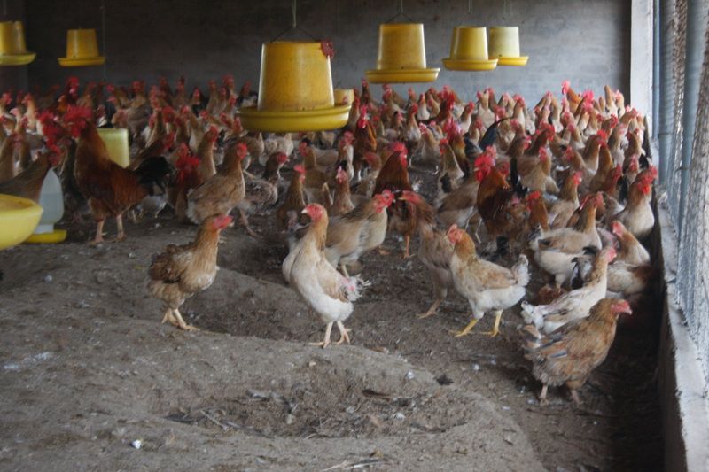 Mô hình chăn nuôi gà nhốt chuồng cho hiệu quả kinh tế cao ở xã Quảng Định 