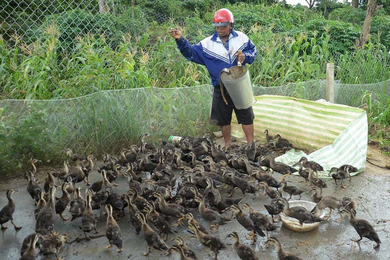 Nên cho vịt trời ăn gì? Các loại thức ăn cho vịt trời nuôi thịt và nuôi đẻ trứng