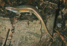 Rắn mối là con gì? Rắn mối có độc không? Cách bẫy rắn mối ngoài tự nhiên Rắn mối là con gì? Rắn mỗi có độc không? Cách bẫy rắn mối hoang dã