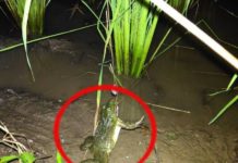 Cách câu ếch đồng. Cách làm mồi câu ếch, lưỡi câu và bẫy câu ếch Cách câu ếch đồng. Cách làm mồi câu ếch, lưỡi câu và bẫy câu ếch