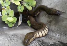 Rắn ri voi có độc không? Cách nuôi rắn ri voi trong bể xi măng, thùng nhựa Rắn ri voi có độc không? Cách nuôi rắn ri voi trong bể xi măng, thùng nhựa