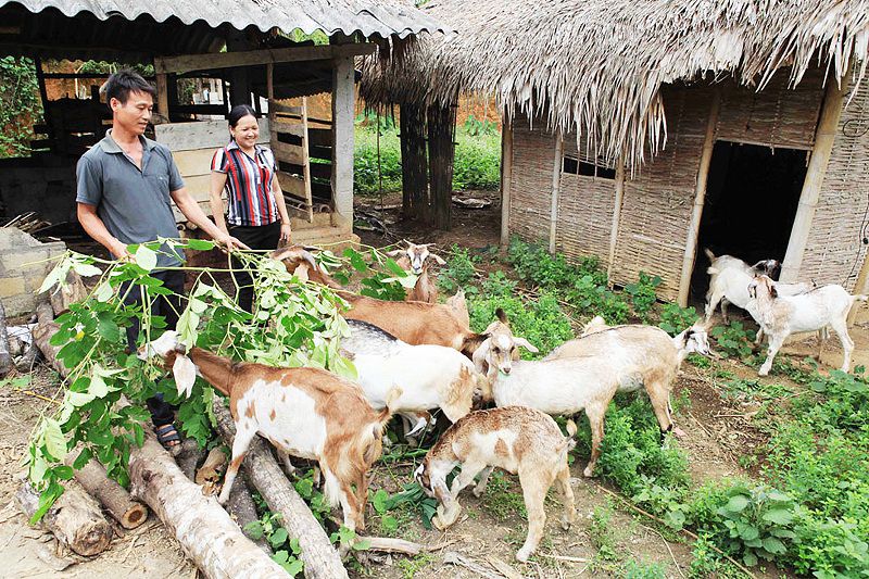 Chăn nuôi con gì với diện tích nhỏ? Mô hình chăn nuôi diện tích nhỏ