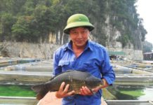 Giá cá chép giòn giống và thịt. Trang trại bán cá chép giòn giống trên cả nước Giá cá chép giòn giống và thịt. Địa chỉ trang trại bán cá chép giòn giống