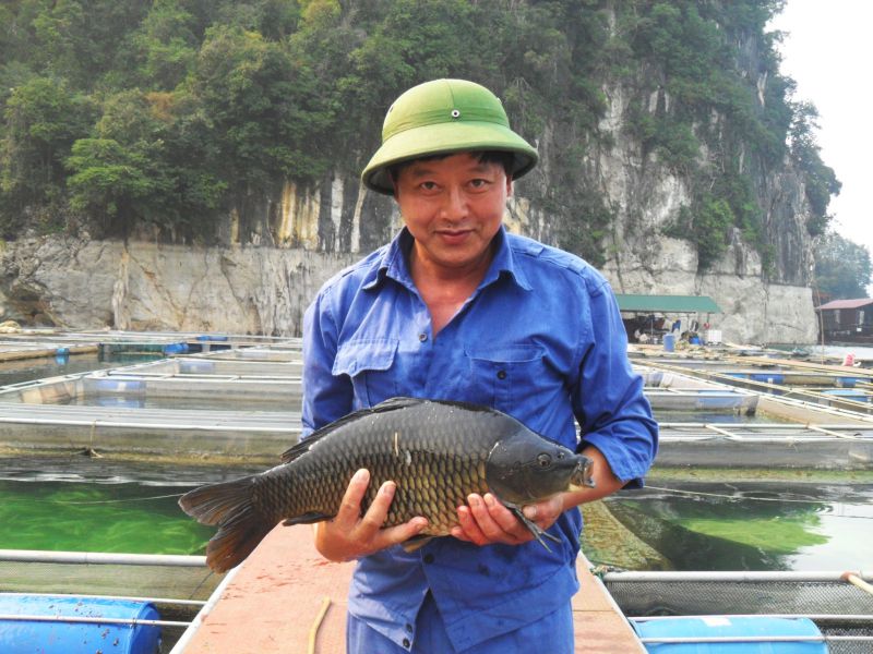 Giá cá chép giòn giống và thịt. Địa chỉ trang trại bán cá chép giòn giống