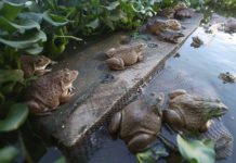 Nuôi ếch không thay nước là gì? Kỹ thuật nuôi ếch không cần thay nước Nuôi ếch không thay nước là gì? Kỹ thuật nuôi ếch không cần thay nước