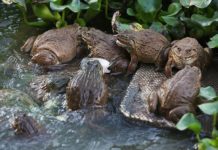 Nên cho ếch ăn gì? Các loại thức ăn và Chi phí thức ăn nuôi ếch thịt Nên cho ếch ăn gì? Các loại thức ăn và Chi phí thức ăn nuôi ếch thịt