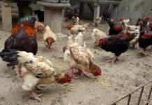 Gà Đông Tảo ăn gì? Cách trộn thức ăn cho gà Đông Tảo Cho gà Đông Tảo ăn gì? Thức ăn cho gà Đông Tảo nuôi thịt và đẻ trứng