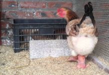 Giá trứng gà Đông Tảo. Kỹ thuật nuôi gà Đông Tảo đẻ trứng Giá trứng gà Đông Tảo. Kỹ thuật nuôi gà Đông Tảo sinh sản, đẻ trứng