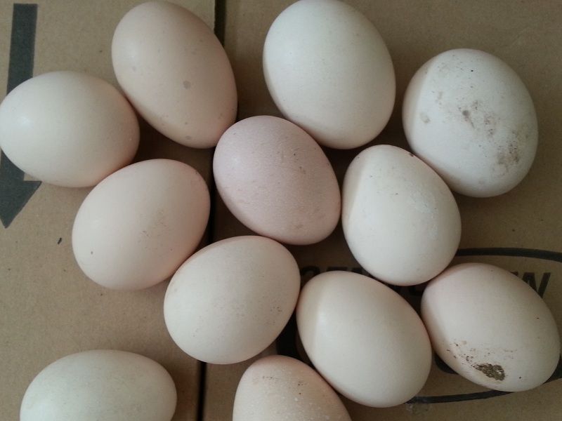 Giá trứng gà Đông Tảo. Kỹ thuật nuôi gà Đông Tảo đẻ trứng