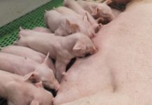 Các bệnh thường gặp ở lợn con mới đẻ. Cách chữa trị từng loại bệnh Các bệnh thường gặp ở lợn con mới đẻ. Cách chữa bệnh cho lợn con