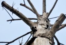 Cách làm cây chết mà không phải chặt. Các loại thuốc làm chết cây gỗ nhanh Cách làm cây chết mà không phải chặt. Thuốc gì làm chết cây gỗ nhanh?