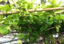 Giá bán cây hoa thiên lý giống. Địa chỉ mua cây hoa thiên lý giống tốt nhất Giá bán cây hoa thiên lý giống. Nơi mua cây hoa thiên lý giống tốt nhất