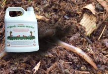 Dịch trùn quế là gì? Giá bán dịch trùn quế? Cách tự làm dịch trùn quế Dịch trùn quế là gì? Giá bán dịch trùn quế? Cách tự làm dịch trùn quế