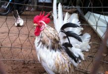 Giá gà tre thái kiểng & thương phẩm. Trang trại bán gà tre thái giống cả nước Giá gà tre thái kiểng & thương phẩm. Trang trại bán gà tre thái giống cả nước