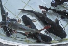 Giá cá lăng giống và giá cá lăng thịt. Trang trại bán cá lăng giống uy tín Giá cá lăng giống và giá cá lăng thịt. Trang trại bán cá lăng giống uy tín