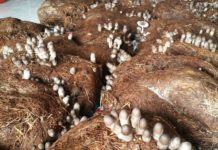 Kỹ thuật trồng nấm rơm kiểu mới cho năng suất, chất lượng cao Kỹ thuật trồng nấm rơm kiểu mới cho năng suất, chất lượng cao