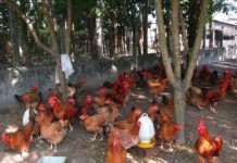 Mô hình nuôi giun quế kết hợp nuôi gà. Kỹ thuật nuôi gà bằng trùn quế Mô hình nuôi giun quế kết hợp nuôi gà. Kỹ thuật nuôi gà bằng trùn quế