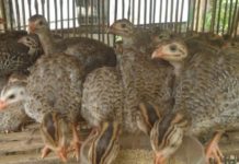 Gà sao ăn gì? Thức ăn cho gà sao theo độ tuổi. Cách cho gà sao ăn Gà sao ăn gì? Thức ăn cho gà sao theo độ tuổi. Cách cho gà sao ăn