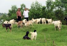 Các bệnh thường gặp ở dê. Cách phòng ngừa, điều trị các bệnh ở dê Các bệnh thường gặp ở dê. Cách phòng ngừa, điều trị các bệnh ở dê