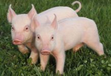 Cách điều trị heo con bị tiêu chảy. Bảng giá thuốc đặc trị tiêu chảy ở heo Cách điều trị heo con bị tiêu chảy. Bảng giá thuốc đặc trị tiêu chảy ở heo