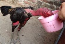 Cách ngâm thóc cho gà chọi ăn. Tác dụng của thóc ngâm với gà chọi Cách ngâm thóc cho gà chọi ăn. Tác dụng của thóc ngâm với gà chọi