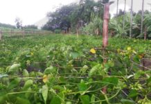 Kỹ thuật trồng cây hoa thiên lý chi tiết. Cách làm giàn hoa thiên lý Kỹ thuật trồng cây hoa thiên lý chi tiết. Cách làm giàn hoa thiên lý