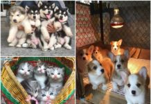 Nuôi chó làm giàu. Mô hình làm giàu từ chăn nuôi và nhân giống chó cảnh Nuôi chó làm giàu. Mô hình làm giàu từ chăn nuôi chó. Vật nuôi làm giàu