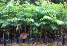 Kỹ thuật trồng cây sưa đỏ: Thời vụ trồng, đất trồng, mật độ và cách chăm sóc