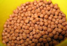 Cá chép ăn gì? Các loại thức ăn chăn nuôi cá chép cho năng suất cao Cá chép ăn gì? Các loại thức ăn chăn nuôi cá chép cho năng suất cao