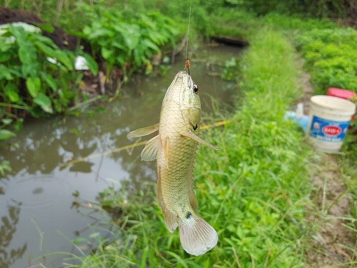 Hướng dẫn cách câu cá rô đồng. Mồi câu cá rô đồng hiệu quả nhất