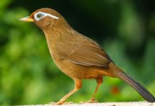 Giá chim họa mi ở TPHCM. Địa chỉ mua, bán chim họa mi tại TPHCM Giá bán họa mi ở TPHCM. Địa chỉ mua, bán chim họa mi tại TPHCM