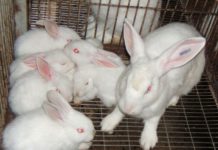 Giá thỏ New Zealand giống. Trang trại mua bán thỏ New Zealand giống Giá thỏ New Zealand giống. Trang trại mua bán thỏ New Zealand giống