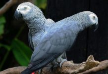Mua vẹt xám châu Phi giá bao nhiêu? Nơi bán vẹt xám châu Phi uy tín Mua vẹt xám châu Phi giá bao nhiêu? Nơi bán vẹt xám châu Phi uy tín