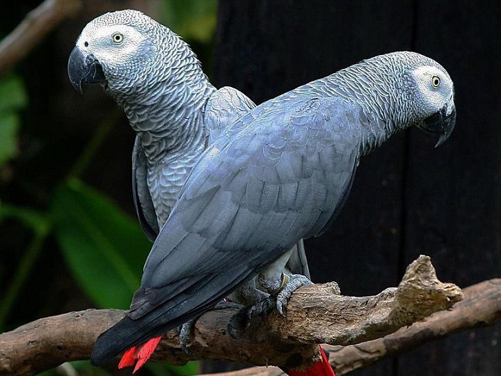 Vẹt Nam Mỹ (Vẹt đỏ đuôi dài) – Cách nuôi, nguồn gốc và đặc điểm