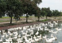 Các bệnh thường gặp ở vịt. Triệu chứng, cách điều trị các bệnh trên vịt Các bệnh thường gặp ở vịt. Triệu chứng, điều trị các bệnh trên vịt