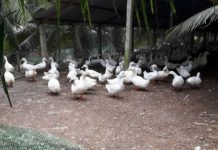 Cách làm chuồng nuôi vịt con, vịt hậu bị và vịt đẻ Cách làm chuồng nuôi vịt con, chuồng vịt hậu bị và chuồng nuôi vịt đẻ