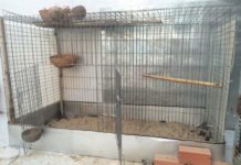 Hướng dẫn cách làm chuồng nuôi gà tre đơn giản Cách làm chuồng gà tre. Kích thước, thiết kế chuồng nuôi gà tre