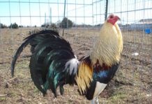 Giá gà mỹ rặc. Các trang trại bán gà mỹ ở TPHCM uy tín Giá gà mỹ rặc ở TPHCM. Trang trại mua bán gà mỹ ở TP. HCM giá rẻ