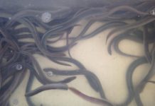 Giá cá chình giống. Trang trại bán cá chình giống uy tín Giá cá chình giống. Trang trại mua bán cá chình giống uy tín nhất